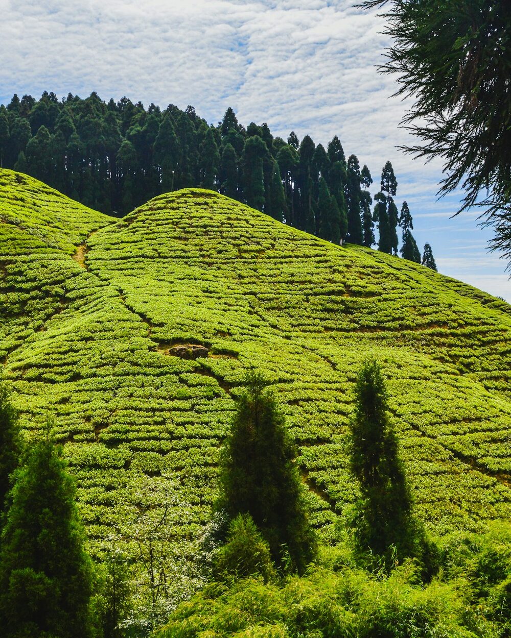Wzgórza z ogrodami herbacianymi w Darjeelingu