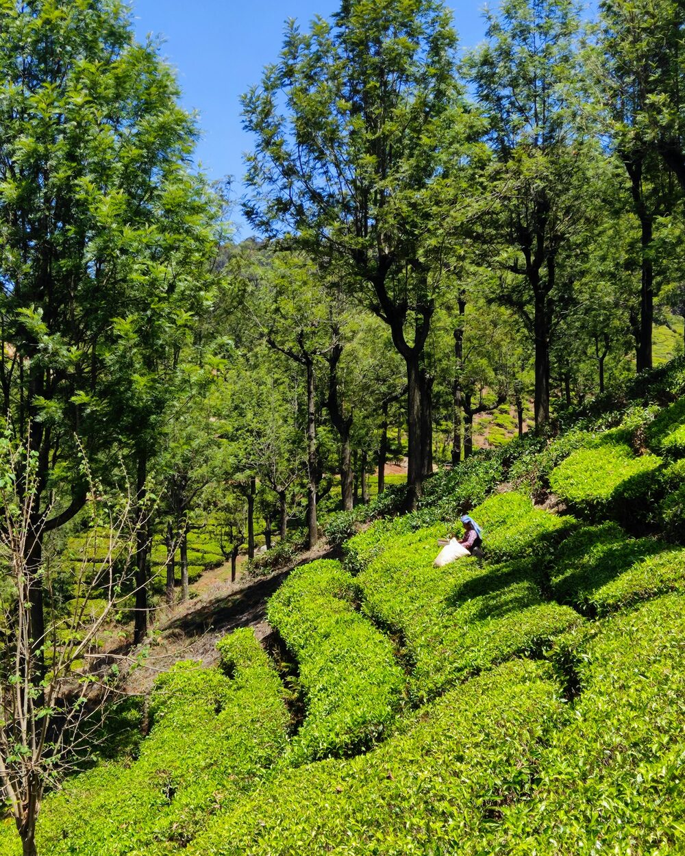 Krzewy herbaty między drzewami na zboczu w Darjeelingu
