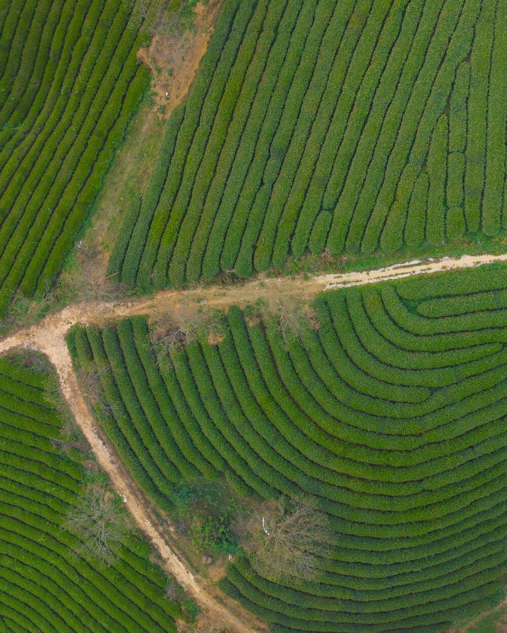 Plantacja herbaty widziana z góry, rzędy krzewów